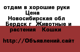 отдам в хорошие руки › Цена ­ 1 - Новосибирская обл., Бердск г. Животные и растения » Кошки   